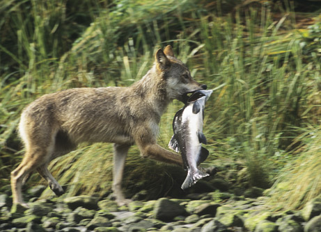 Coastal wolf brings a salmon
